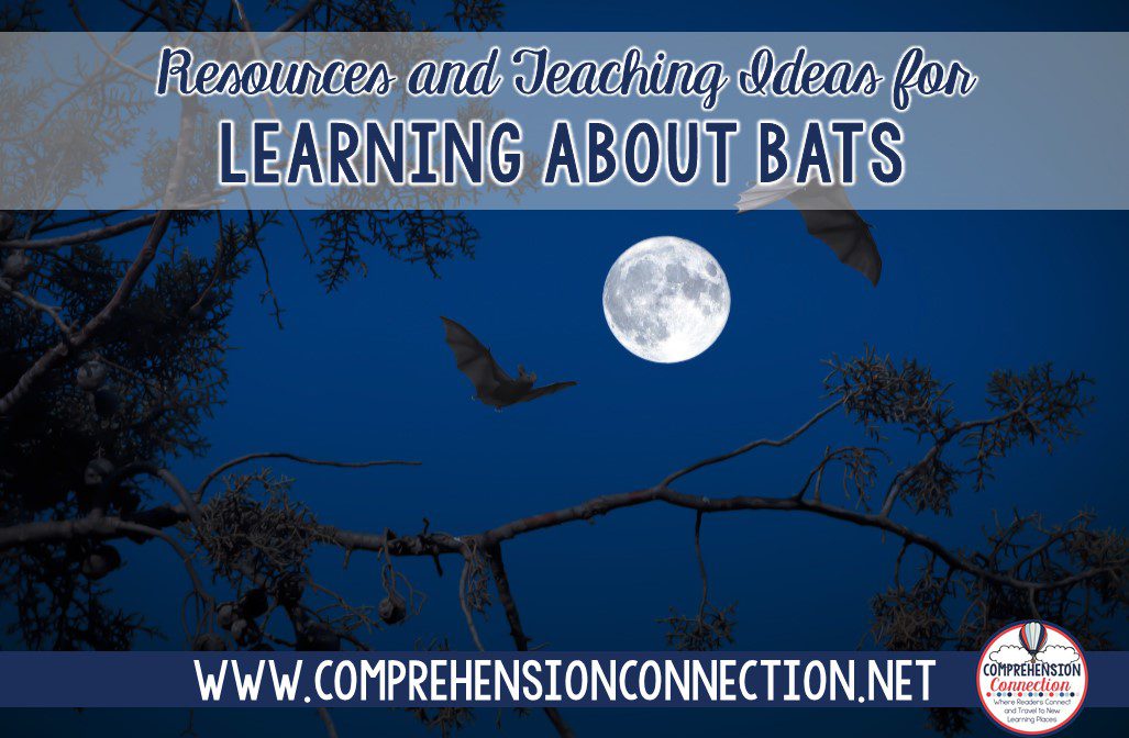 Resources and Teaching Ideas for Learning about Bats Your Kids Will Love title image