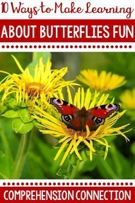 How to Make Learning about Butterflies Fun with 10 Easy Tips 12 Butterflies 10 ways to make learning about butterflies fun pin graphic with a butterfly on a flower