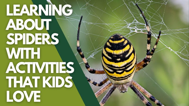 Learning about Spiders with Activities that Kids Love